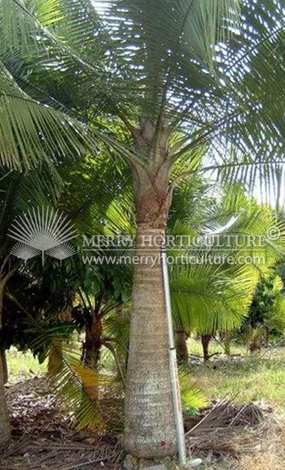 Ravenea Rivularis (Majestic palm) 1